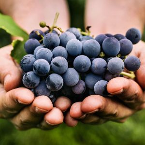 sofraj-grapes1