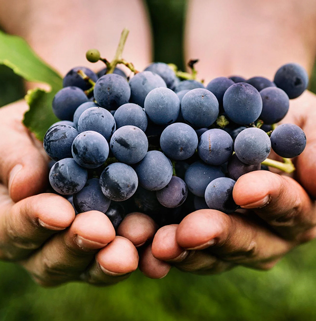 sofraj-grapes1