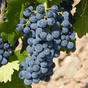 sofraj-grapes-3